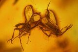 Detailed Fossil Spiders, Springtails and Flies in Baltic Amber #163499-1